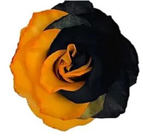HALLOWEEN BLACK AND ORANGE  TINTED COLOR ROSE